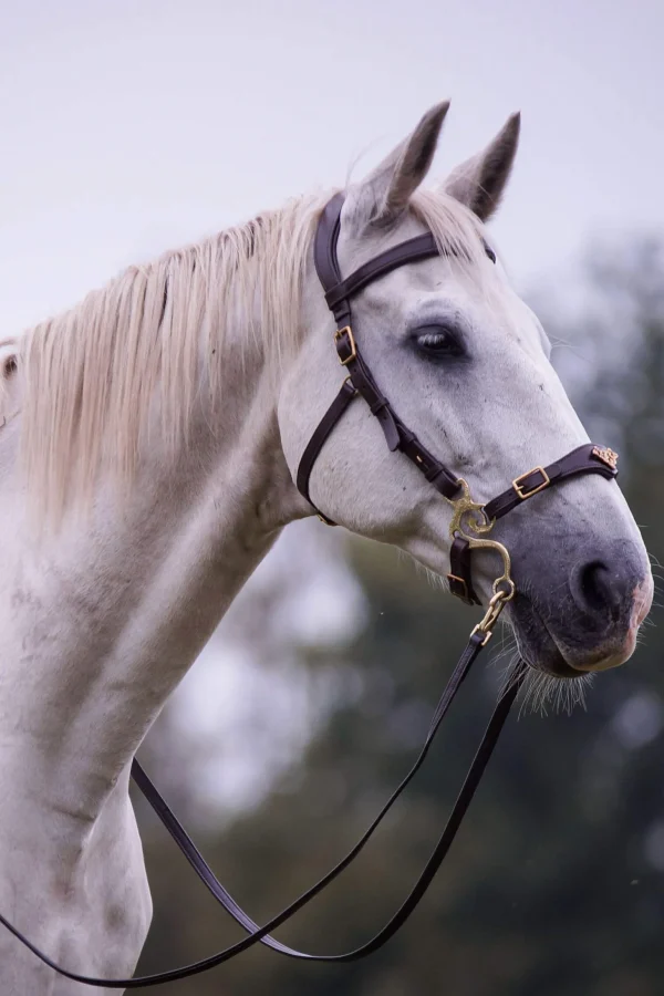 F.R.A. Freedom Riding Articles Imperial Hackamore Bridle With Reins (System 2) Shire