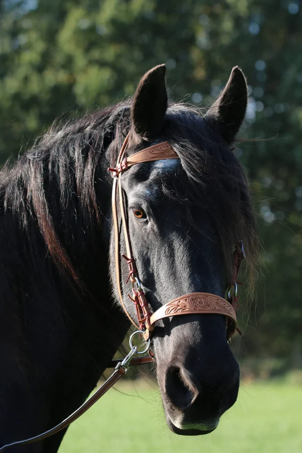 F.R.A. Freedom Riding Articles Diego Bitless Bridle