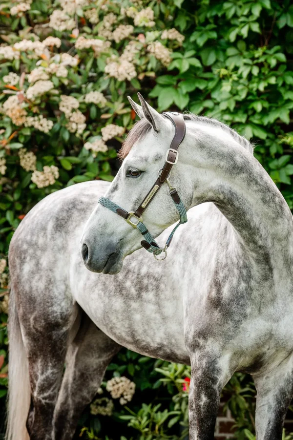 Horseware Signature Braided Headcollar