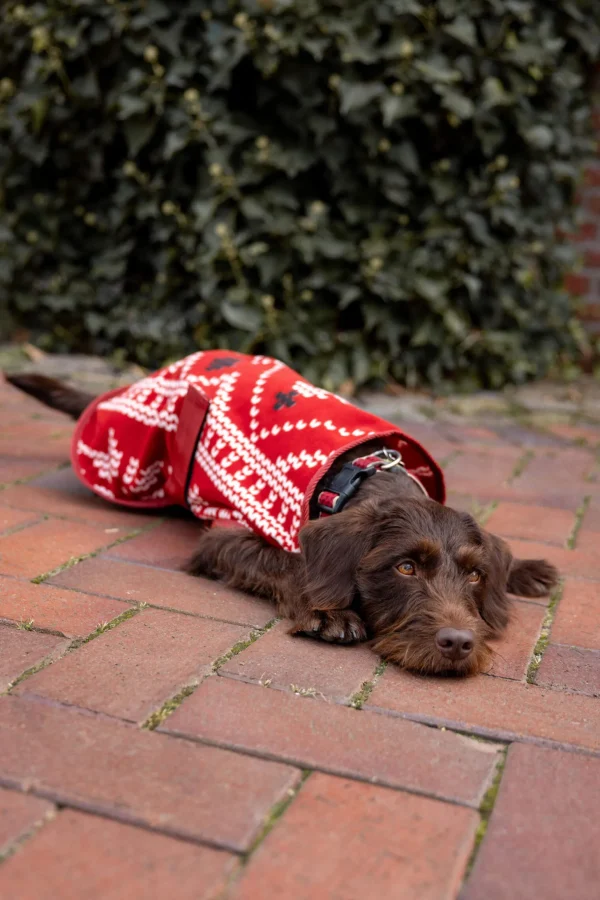 Horze Christmas dog sweater