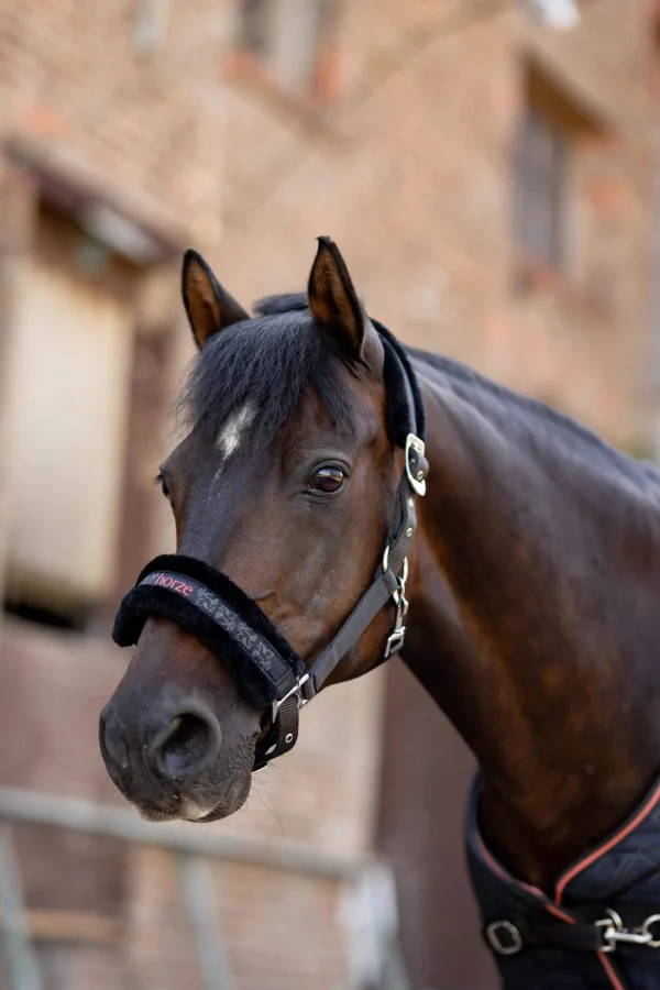 Horze Pegasus Pony halter set