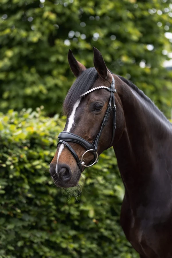 Horze Somerset Anatomic Bridle