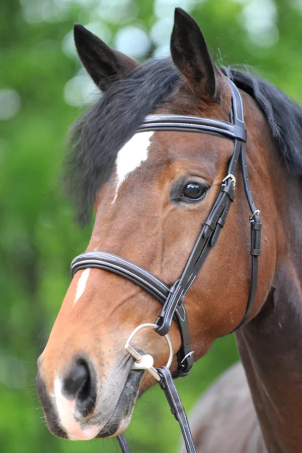 Kavalkade Akila Hunter Bridle