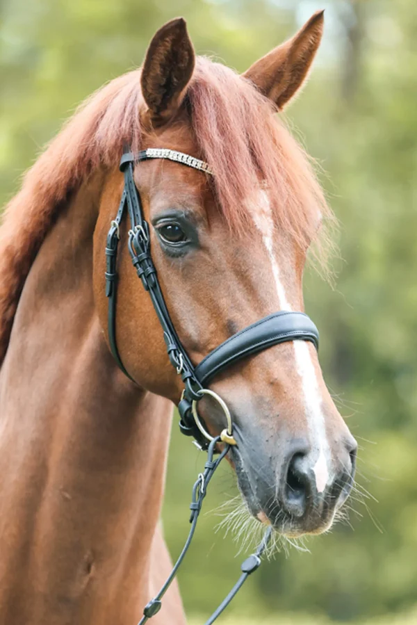 Kavalkade Bridle Everlyn crank nb-flash