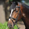 Kavalkade Bridle Ivy, noseband w/ flash