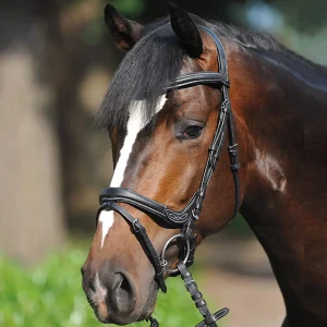 Kavalkade Bridle Ivy, noseband w/ flash