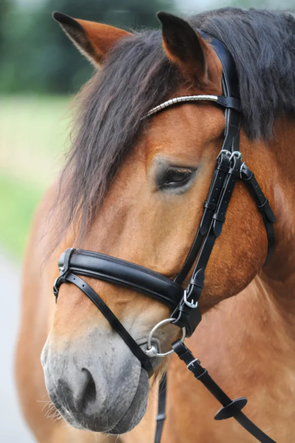 Kavalkade Clinchesse Bridle