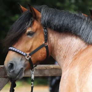 Kavalkade Draft Horse Classic Halter