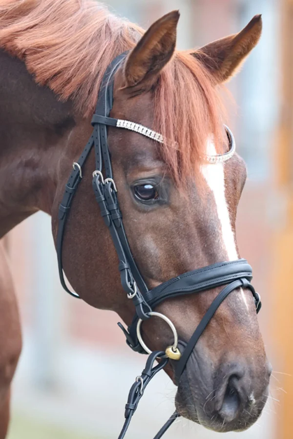 Kavalkade Everness Bridle