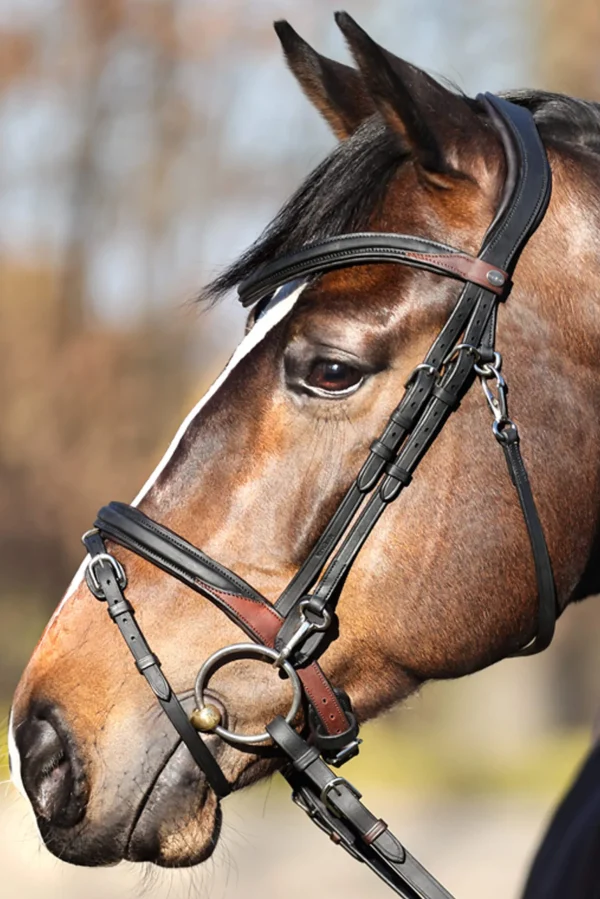 Kavalkade EveryDay Bridle