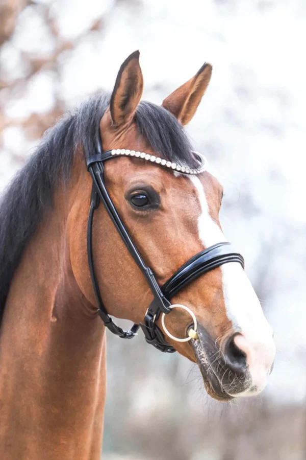 Kavalkade Florina KavalSH4 Bridle