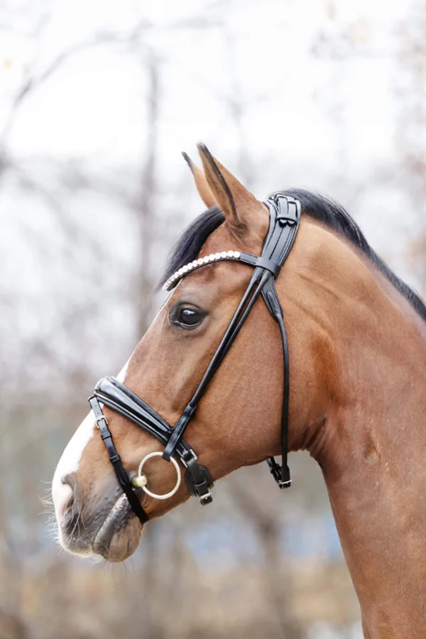 Kavalkade Florina KavalSH4 Bridle