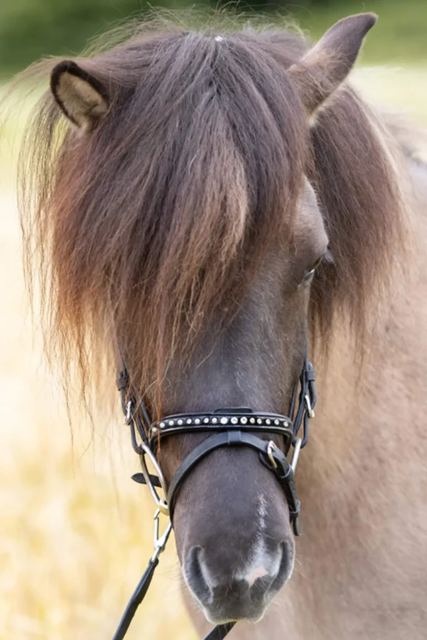 Kavalkade Glansandi English Noseband for Kjartan Icelandic Bridle