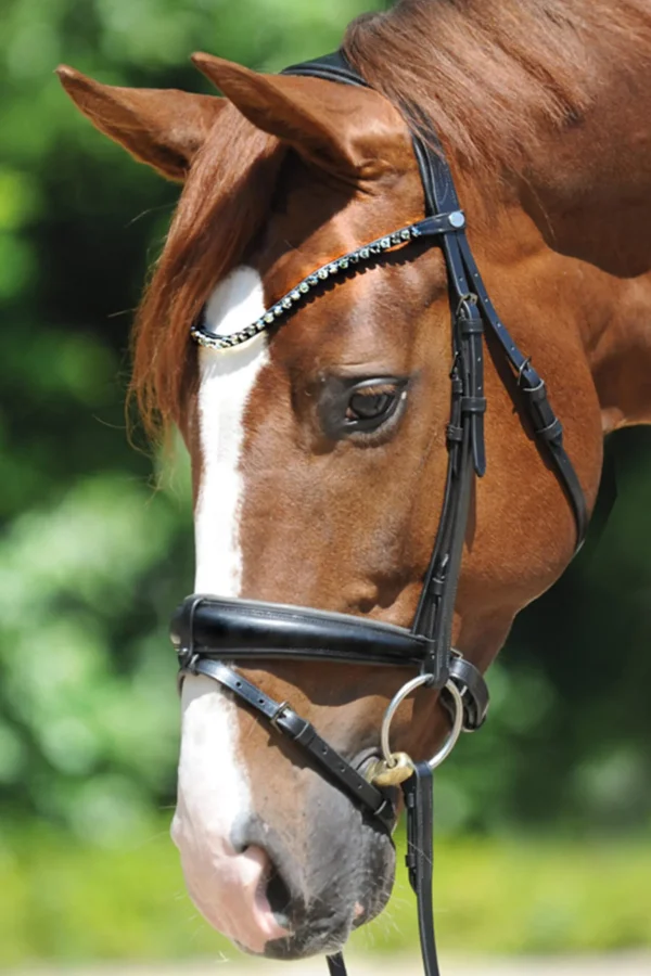 Kavalkade Grey Bridle