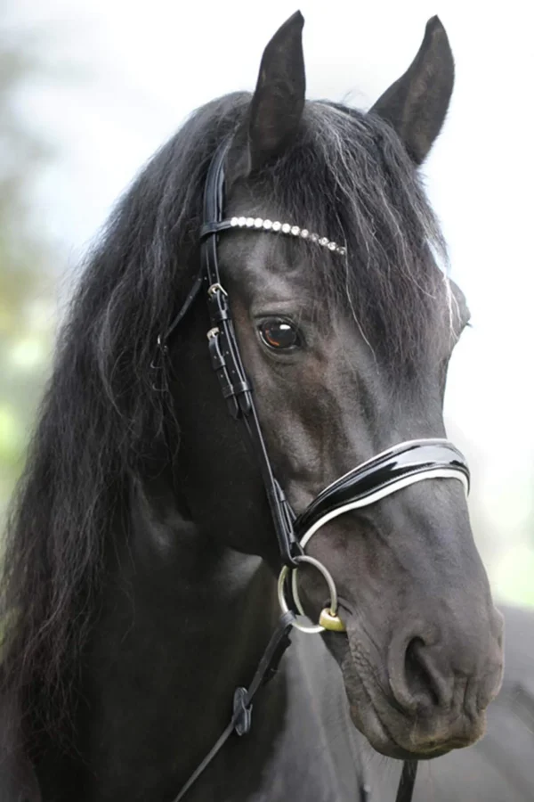 Kavalkade KavalSH4 Juliana English Combined Bridle