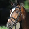 Kavalkade Lorenz Bridle