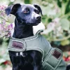 Kentucky Dogwear Dog Coat Waterproof