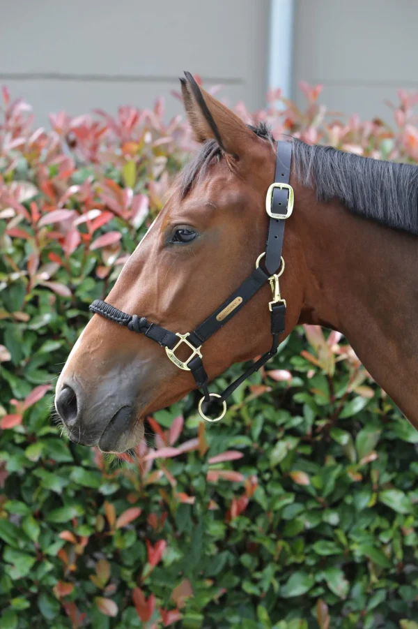 Kentucky Horsewear Control Halter