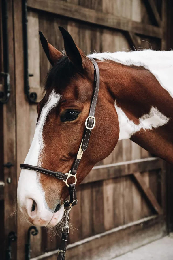 Kentucky Horsewear Leather Grooming Halter