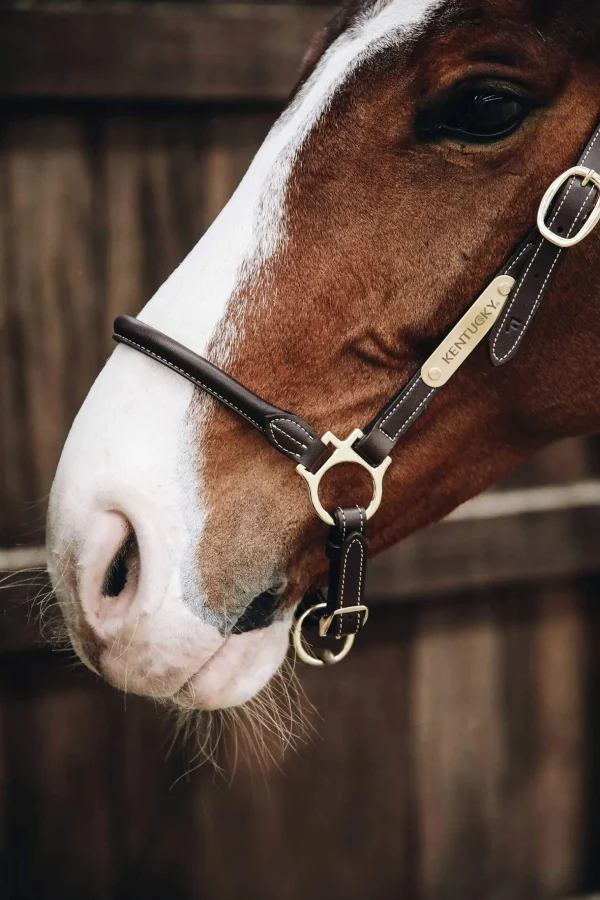 Kentucky Horsewear Leather Grooming Halter