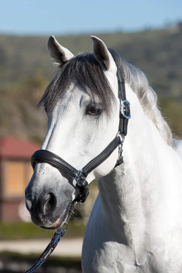 LeMieux Anatomic Leather Head Collar