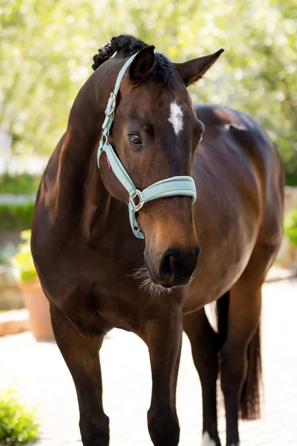 LeMieux Versailles Headcollar