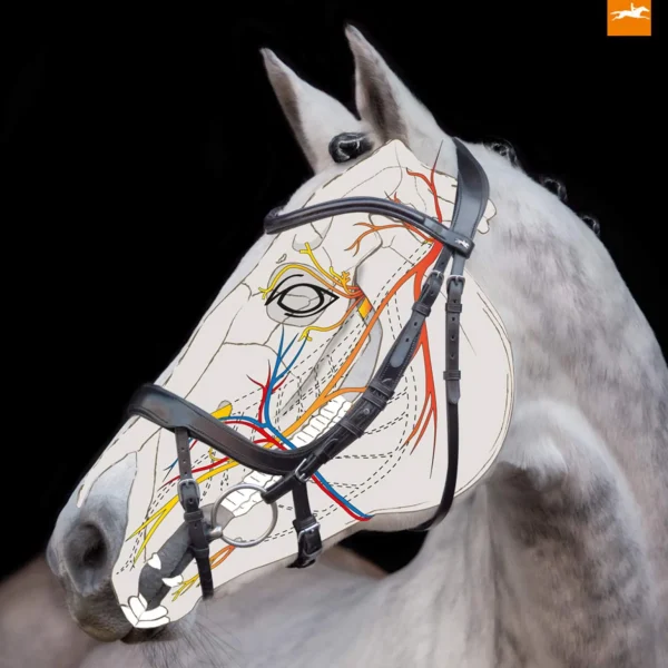 Schockemöhle Sports Equitus Alpha Bridle