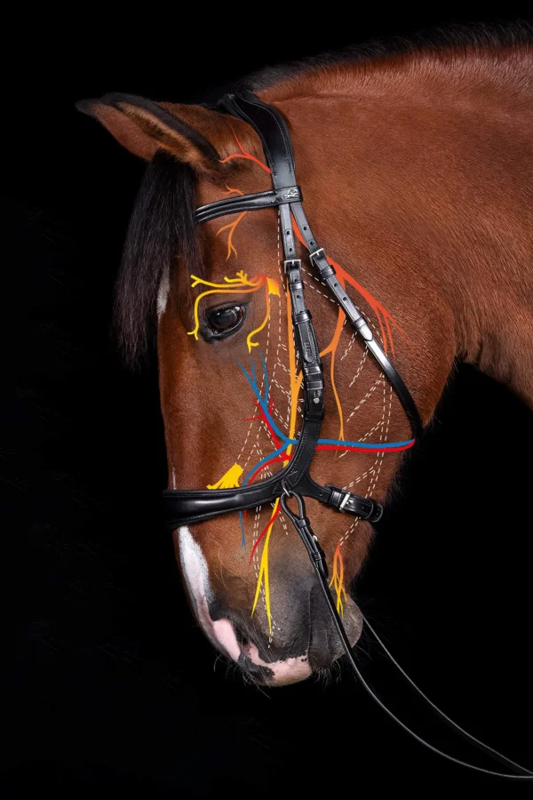 Schockemöhle Sports Equitus Theta 3in1 Bridle